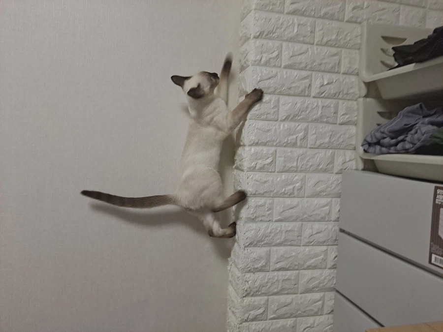 아기 고양이는 정말 에너지가 넘친다..._6.webp