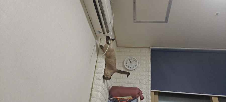 아기 고양이는 정말 에너지가 넘친다..._9.webp