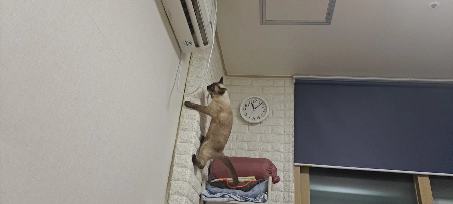 아기 고양이는 정말 에너지가 넘친다..._11.webp