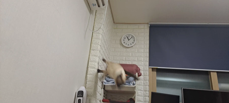 아기 고양이는 정말 에너지가 넘친다..._12.webp