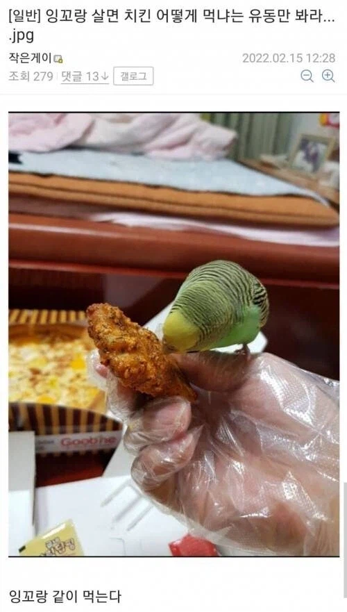 새 키우면 치킨은 어떻게 먹음?_1.webp