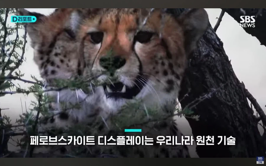 대한민국 근황.jpg_6.webp