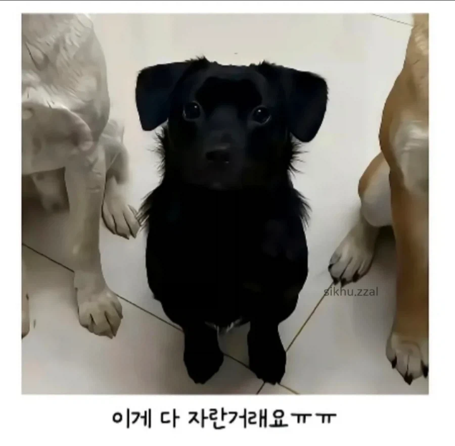 도통 종잡을 수 없는 시고르자브종의 성장_3.webp