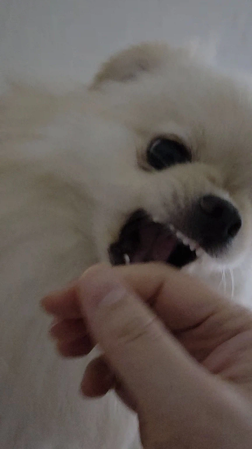 댕댕이뭐하냐니까 누나가 보내준사진_1.webp