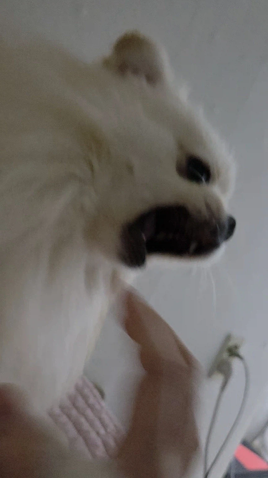 댕댕이뭐하냐니까 누나가 보내준사진_3.webp