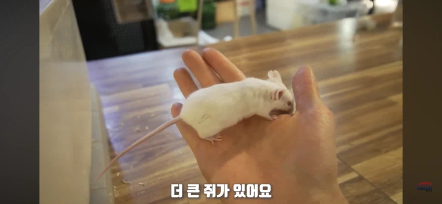 파충류 먹이용 쥐관련 놀라는 부분_1.webp
