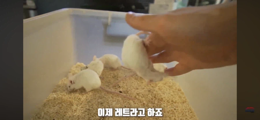 파충류 먹이용 쥐관련 놀라는 부분_3.webp