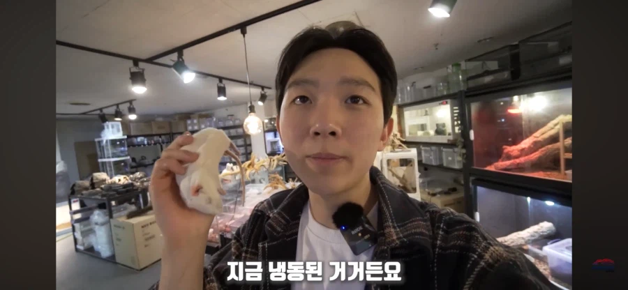 파충류 먹이용 쥐관련 놀라는 부분_6.webp