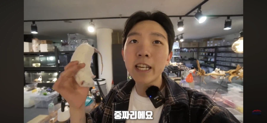 파충류 먹이용 쥐관련 놀라는 부분_11.webp