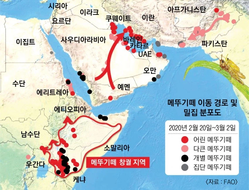 메뚜기 4천억 마리 vs 오리 10만 마리_1.webp