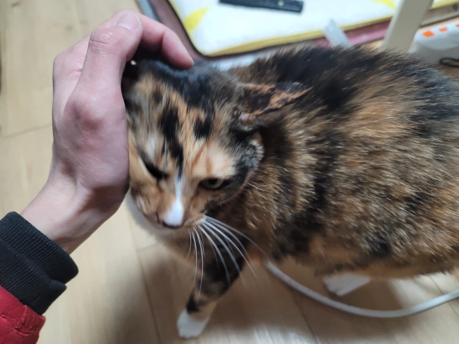 집에 도착했습니다. 애옹이가 반겨줍니다. 씻고 자겠습니다._2.webp