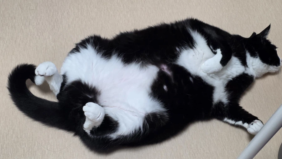 고앵이 자랑_2.webp