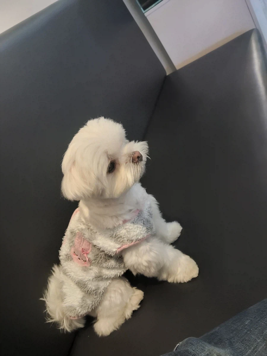 동네에 애견카페가 생겨서 너무 좋습니다_2.webp