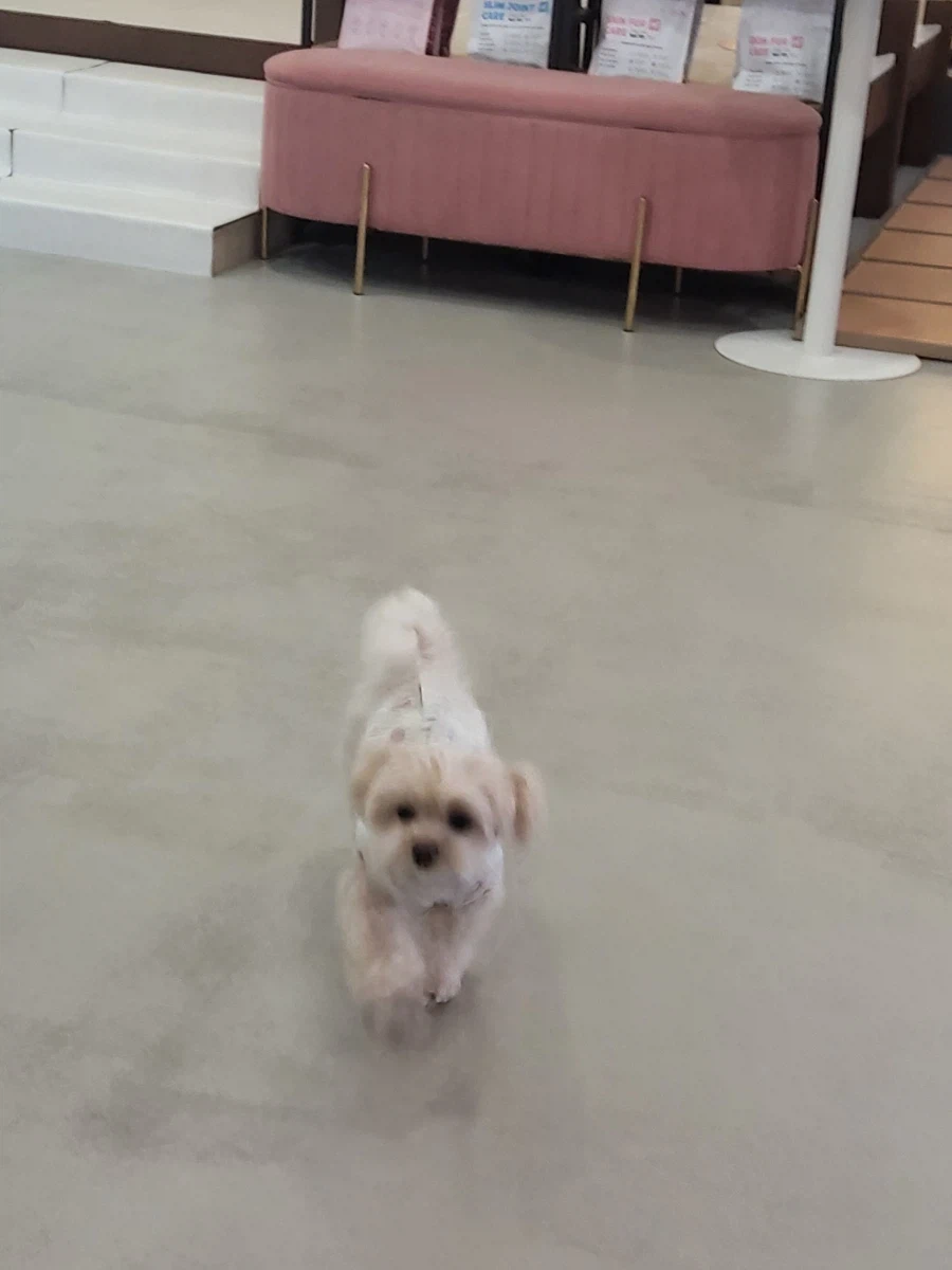 동네에 애견카페가 생겨서 너무 좋습니다_3.webp