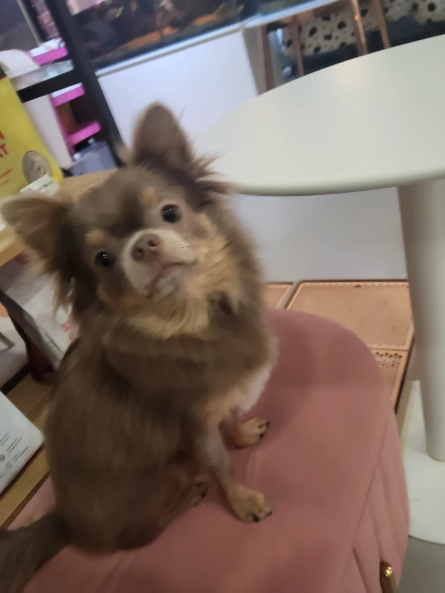 동네에 애견카페가 생겨서 너무 좋습니다_4.webp