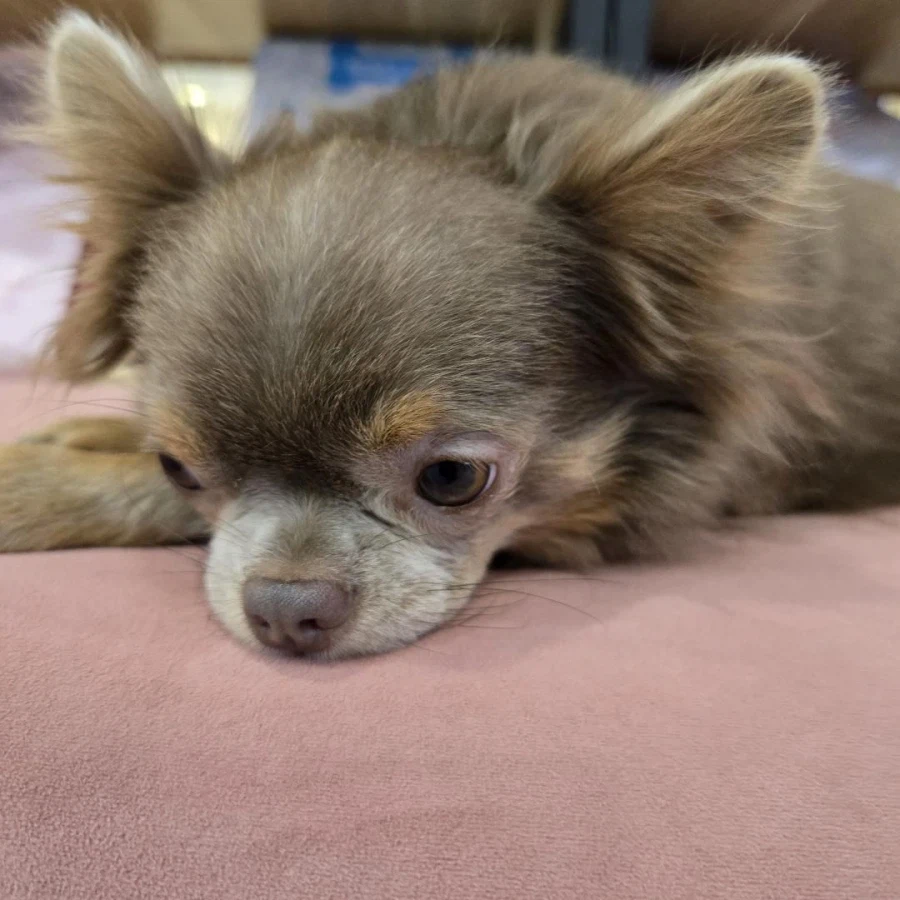 동네에 애견카페가 생겨서 너무 좋습니다_10.webp