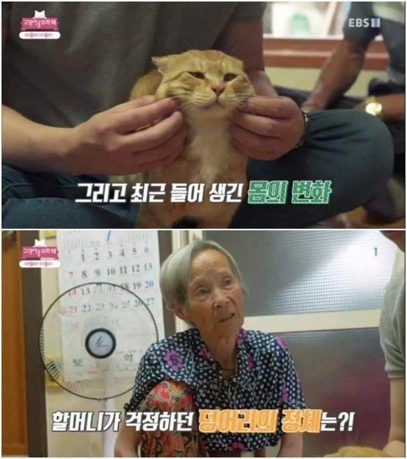 충격 야옹이 목에 생긴 덩어리의 정체_2.webp