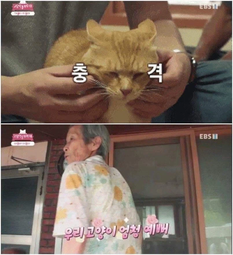 충격 야옹이 목에 생긴 덩어리의 정체_4.webp