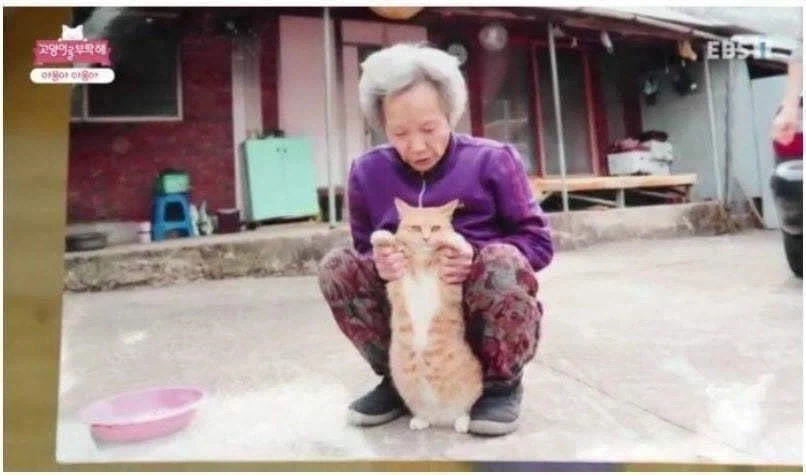 충격 야옹이 목에 생긴 덩어리의 정체_5.webp