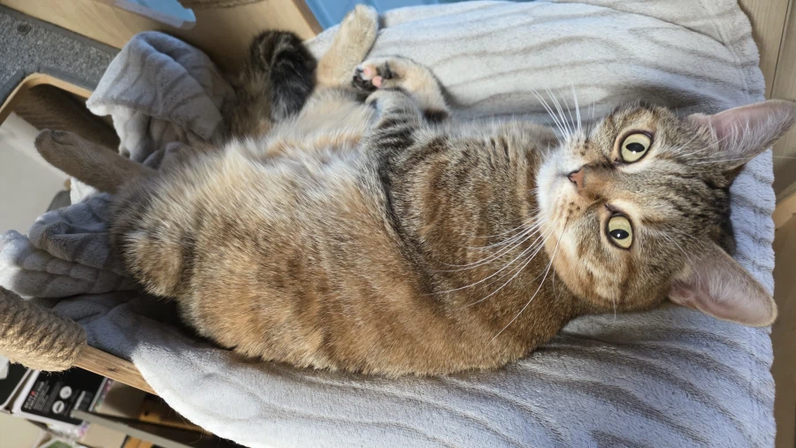 고앵이 자랑2_8.webp