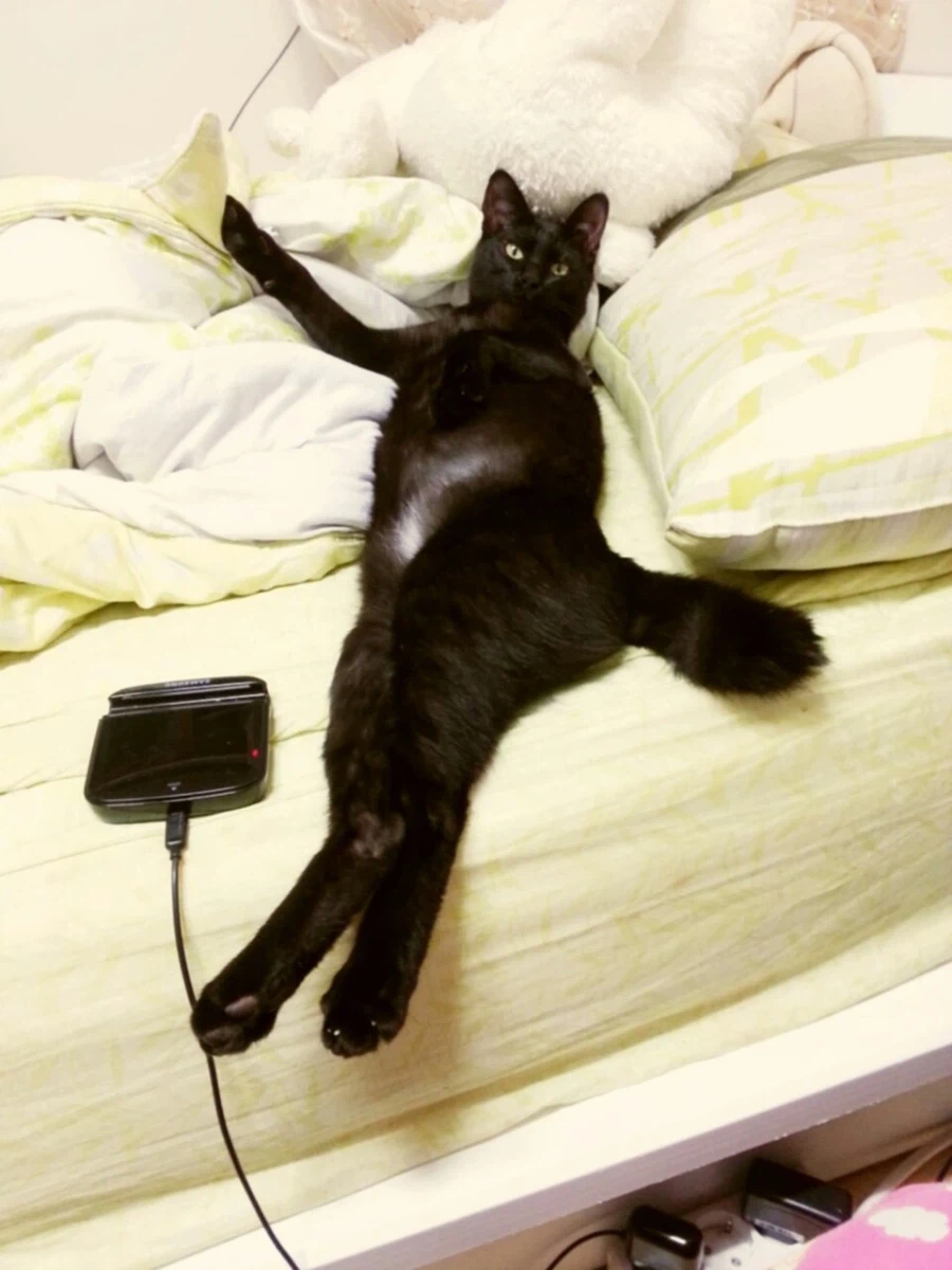 고앵이 자랑2_14.webp