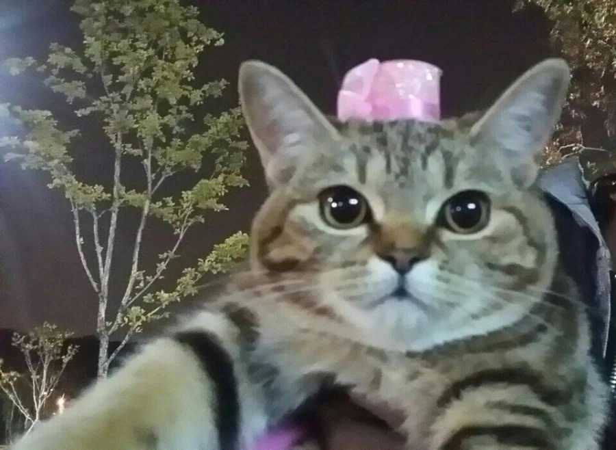 고앵이 자랑2_18.webp