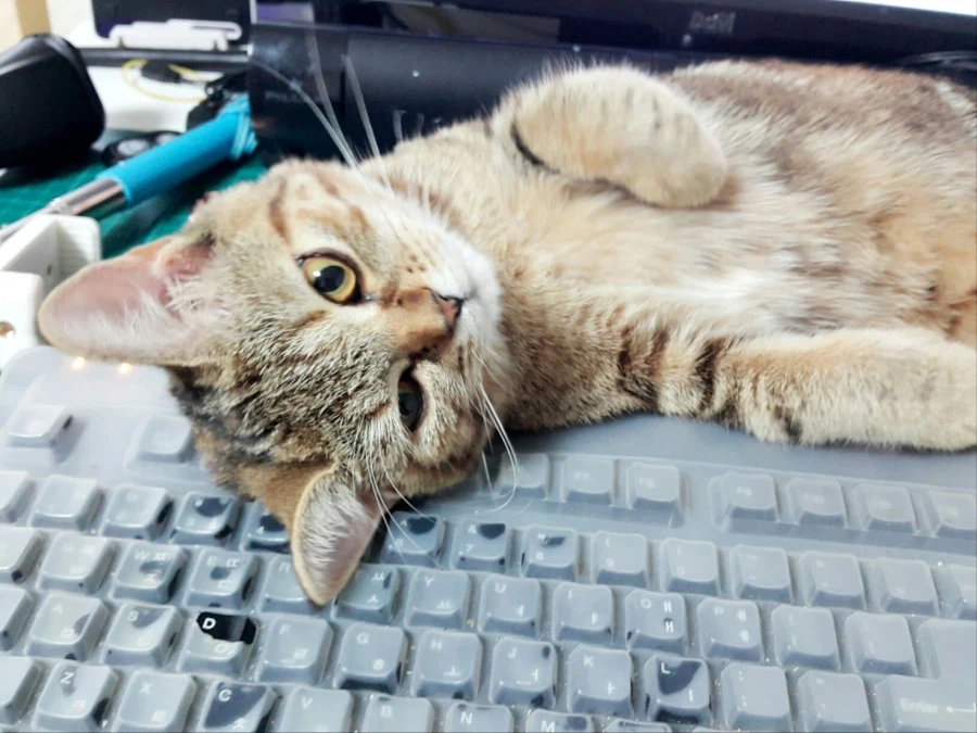 고앵이 자랑2_17.webp