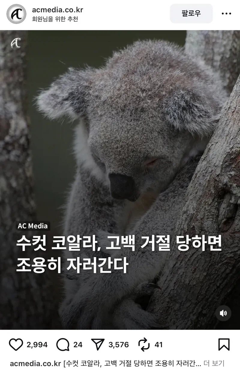 수컷 코알라가 암컷에게 차이면 하는 행동_1.webp