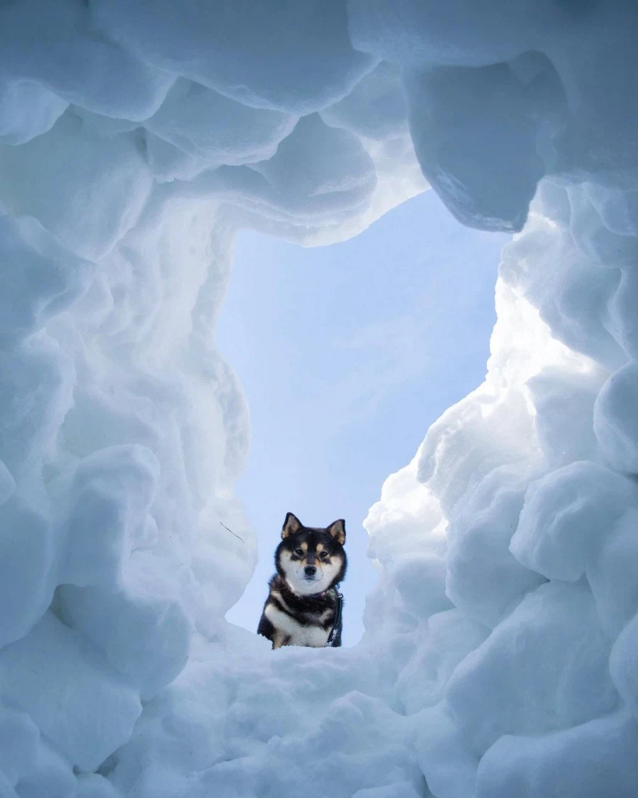 멍멍아 잘왔다 구조대좀 불러줘_1.webp