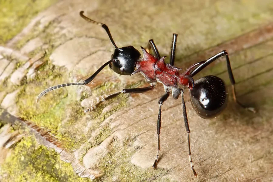 폴아웃)혐) 거대개미 의외의 사실_3.webp