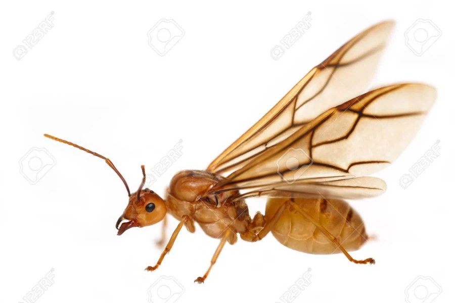 폴아웃)혐) 거대개미 의외의 사실_5.webp