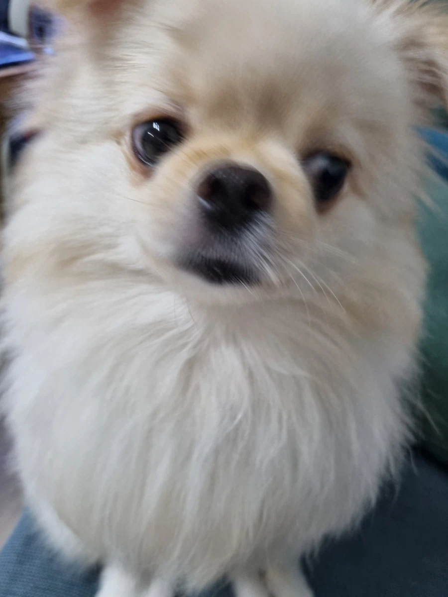 댕댕이)야 껒여 내 빵이야_2.webp