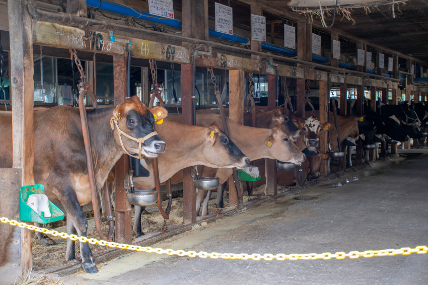 120년이 넘은 목장에서 마시는 우유 한 잔_7.jpg