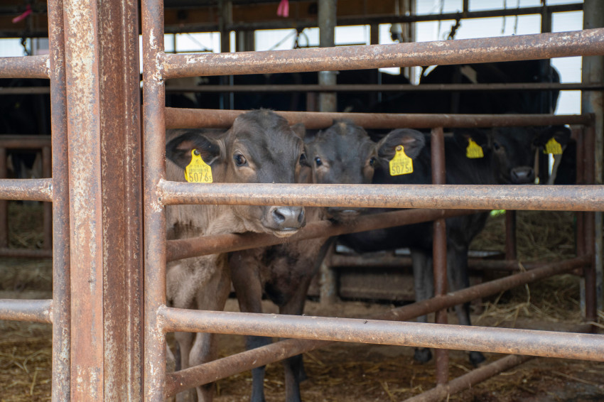 120년이 넘은 목장에서 마시는 우유 한 잔_9.jpg