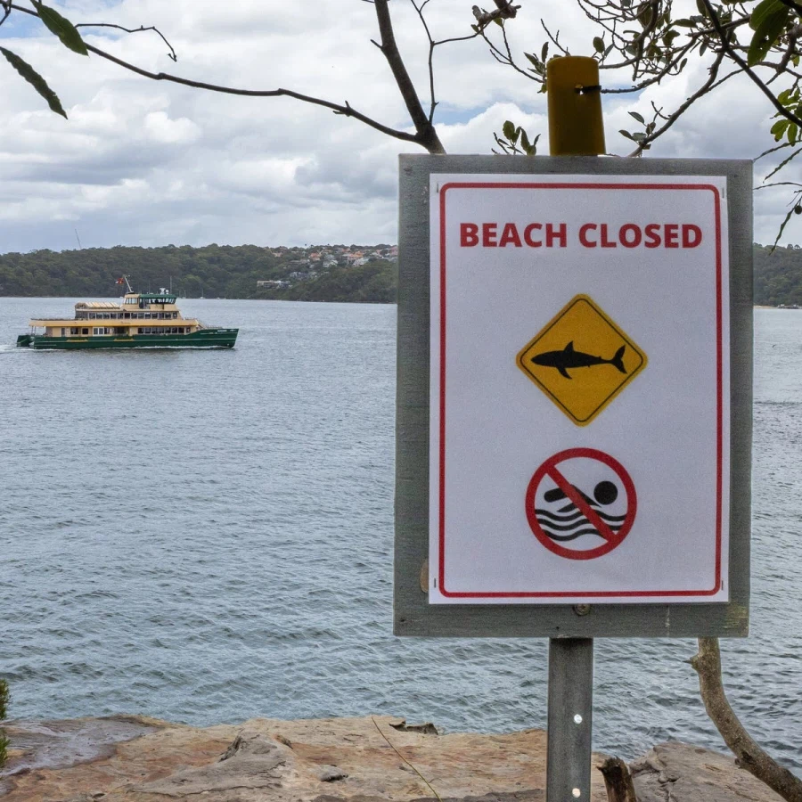 호주에서 12살 소년 상어에게 물려 사망.jpg_2.webp