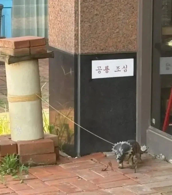 목줄 했으니까 괜찮다 vs 아무리 그래도 이건 선 넘었다_1.webp