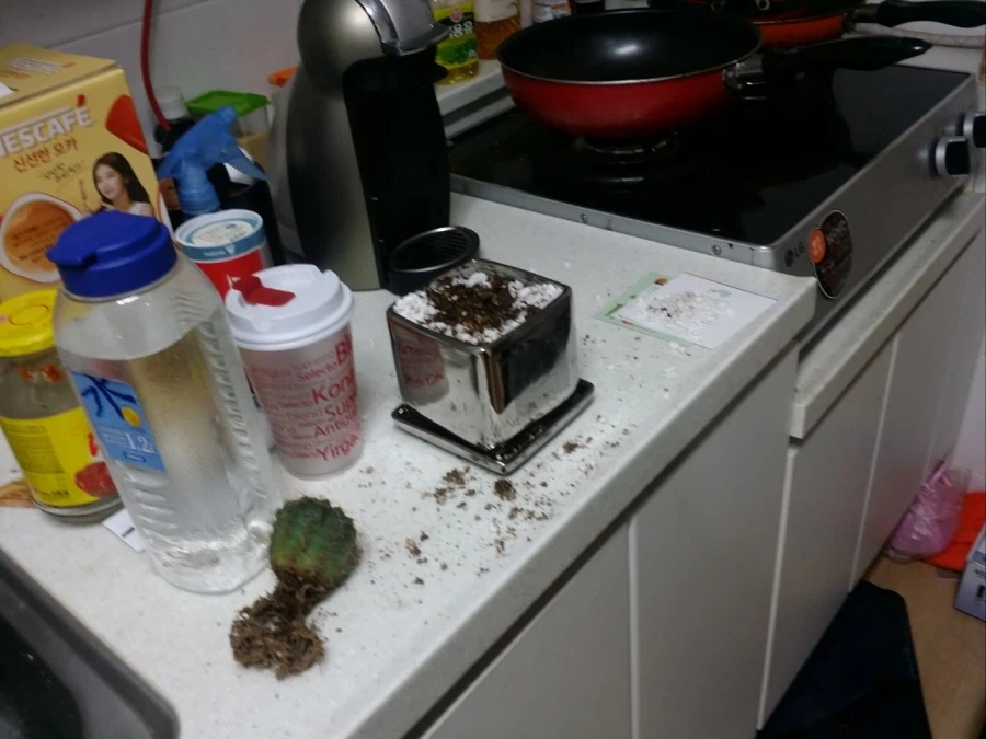 고앵이 자랑3_1.webp