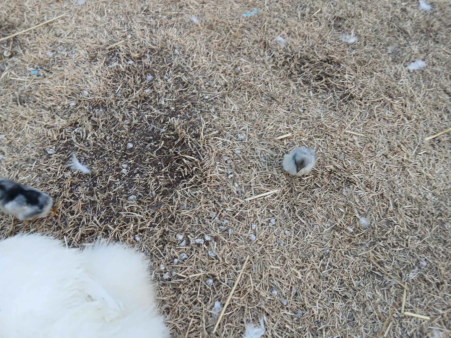 한창 삐약거리는 병아리 2마리 올리기_3.webp