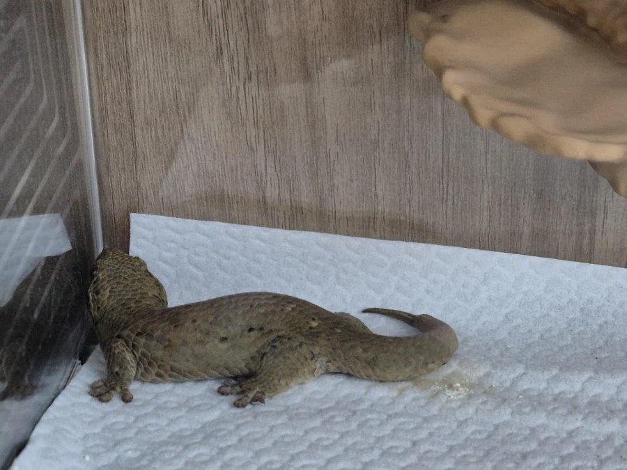 피게)패드 갈아주는 날_1.webp