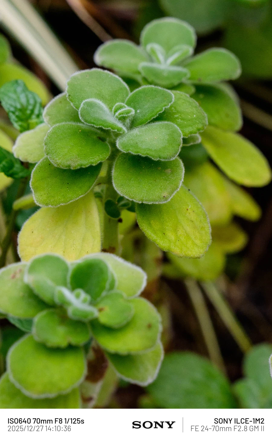 SEL2470GM2 | 표준 줌 렌즈 SEL2470GM2로 담아본 식물 접사_4.webp