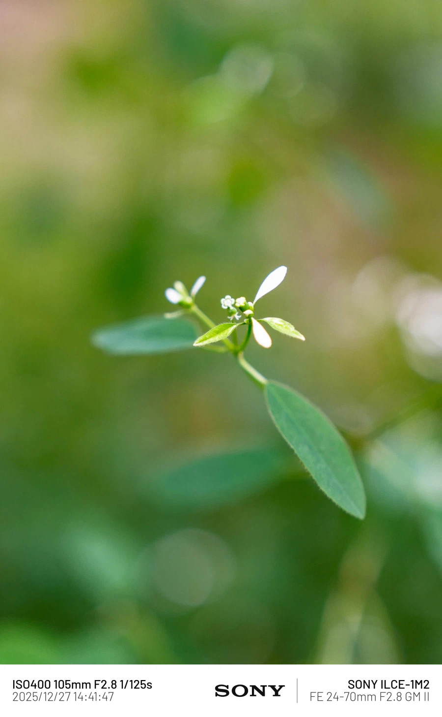 SEL2470GM2 | 표준 줌 렌즈 SEL2470GM2로 담아본 식물 접사_6.webp