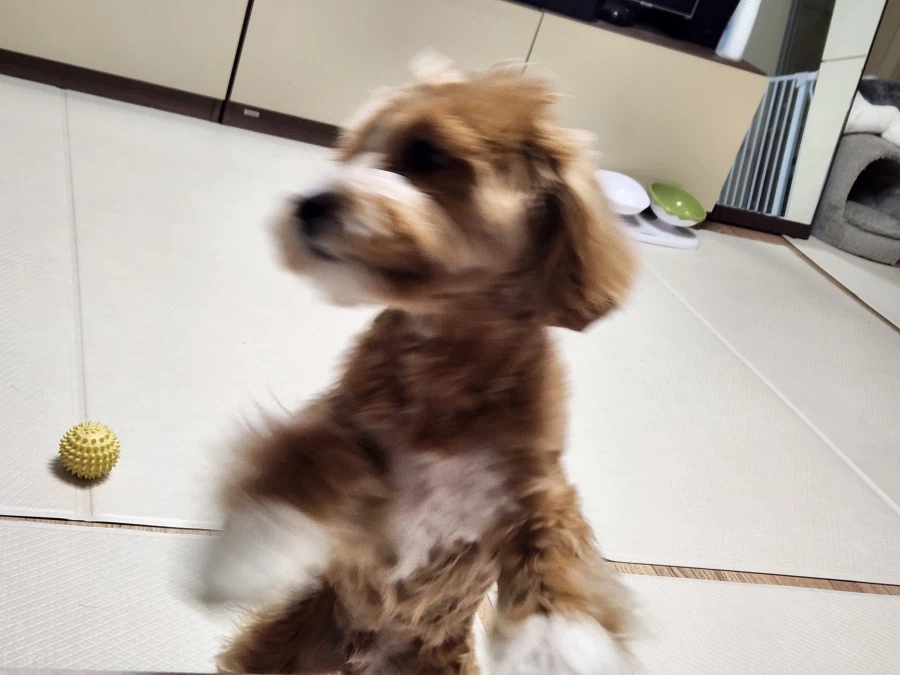 간만에 본가 가서 만나고 온_8.webp