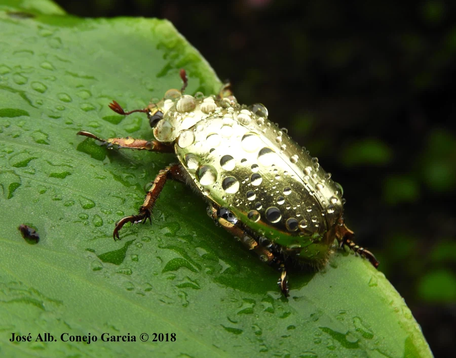 콜렉터들이 살아있는 황금 취급한다는 벌레_5.webp