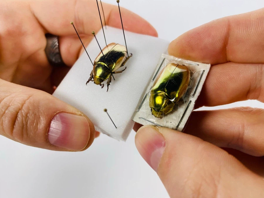 콜렉터들이 살아있는 황금 취급한다는 벌레_7.webp