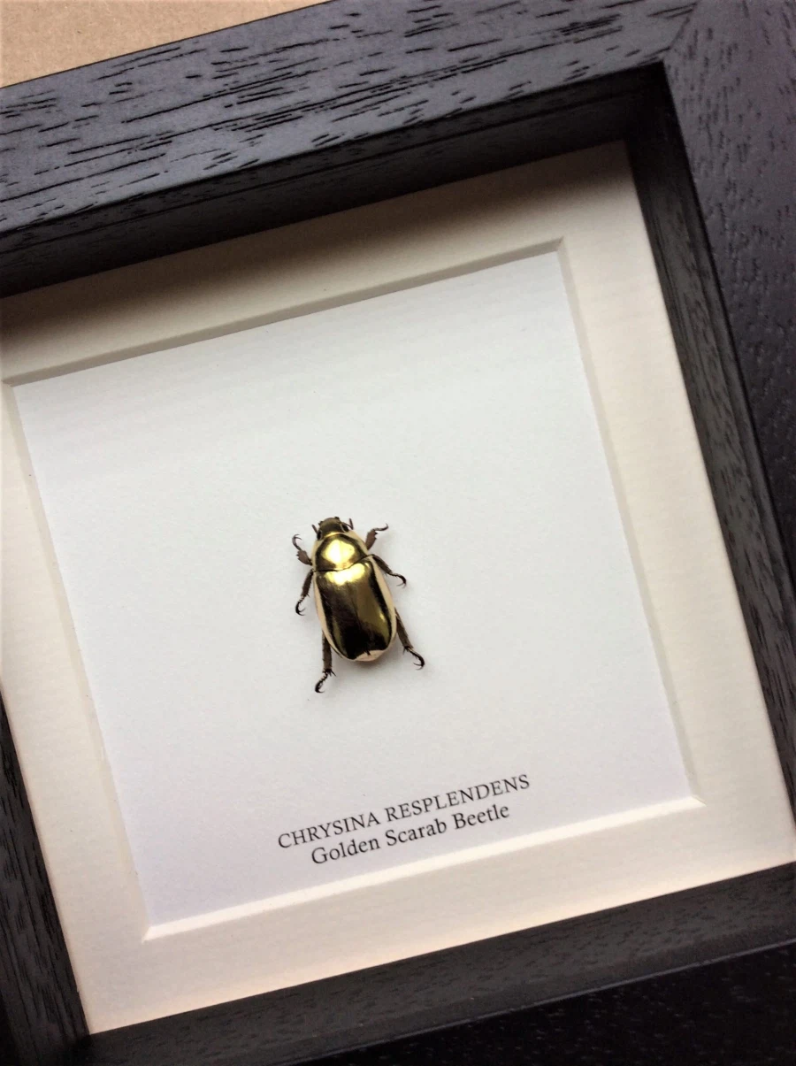 콜렉터들이 살아있는 황금 취급한다는 벌레_8.webp