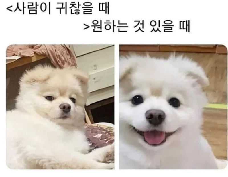 강아지 주인들은 다 안다는 국룰 표정.jpg_2.webp