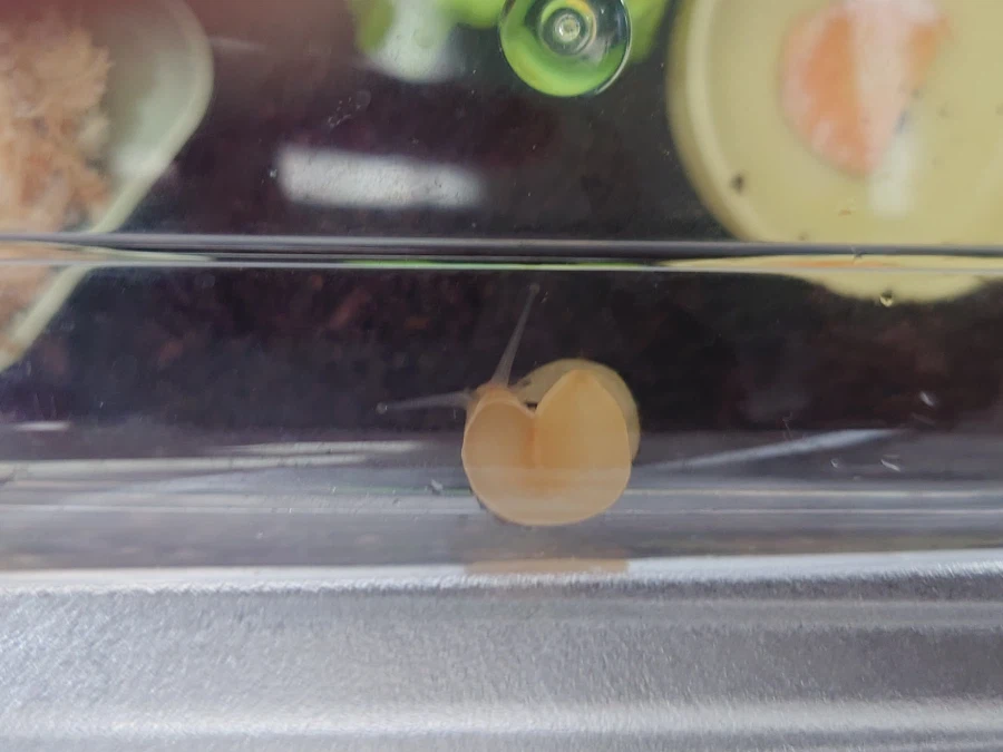 생후 5개월 된 달팽이_6.webp