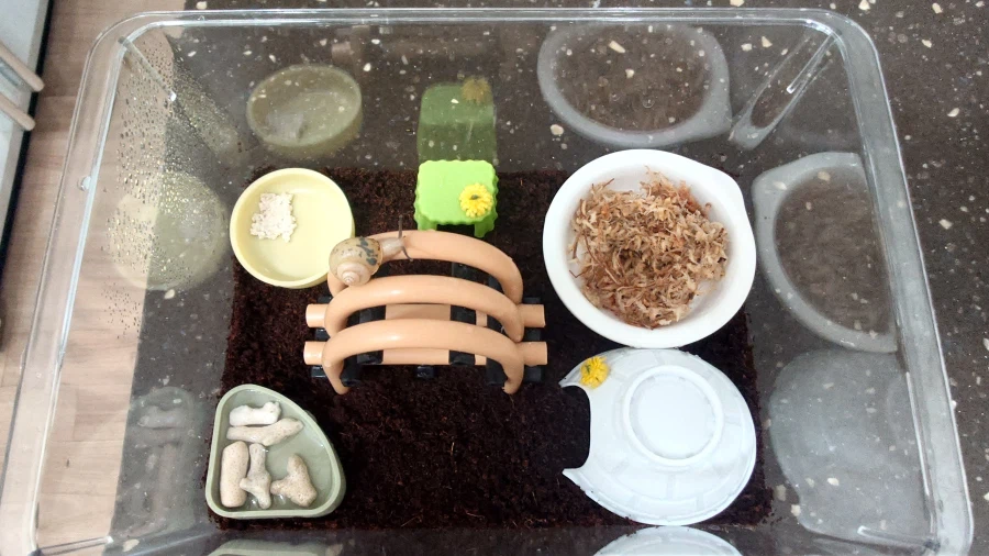 생후 5개월 된 달팽이_10.webp