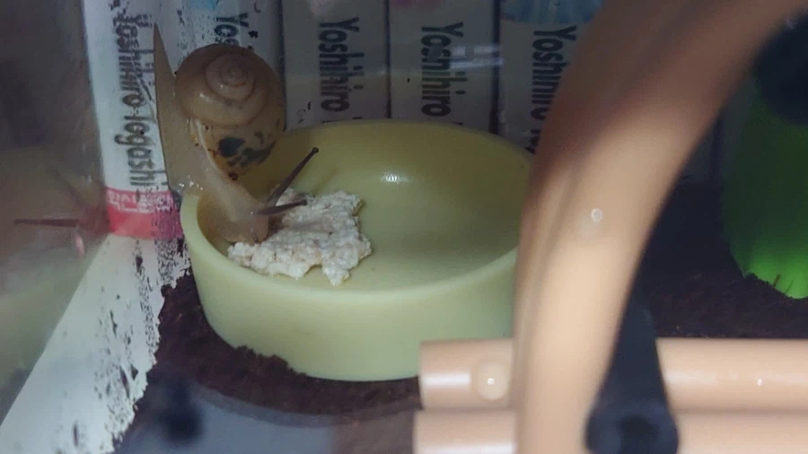 생후 5개월 된 달팽이_11.webp