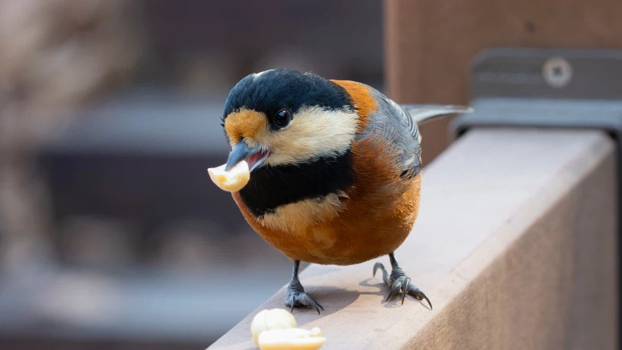 카메라로 새를 코앞에서 찍으면?_2.webp